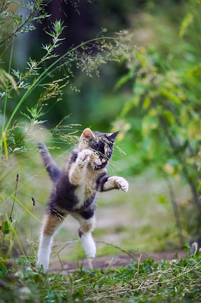 istock Cute kitty in hunting game 501137399
