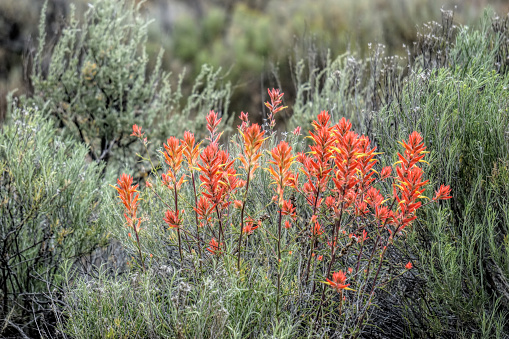 red paintbrush wildflowers in some sage in the high desert