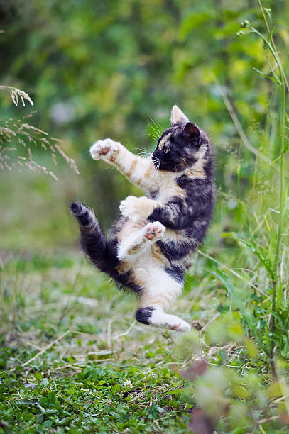 istock Cute kitty in karate style jump 501137983