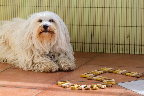 istock Birthday cookies for the dog 501138143