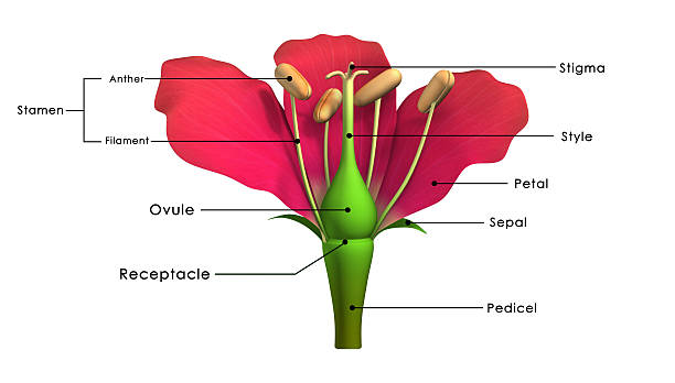 teile einer blume - flower anatomy stock-fotos und bilder