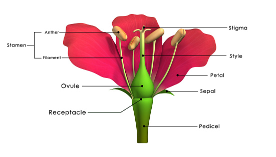 A flower, sometimes known as a bloom or blossom, is the reproductive structure found in flowering plants