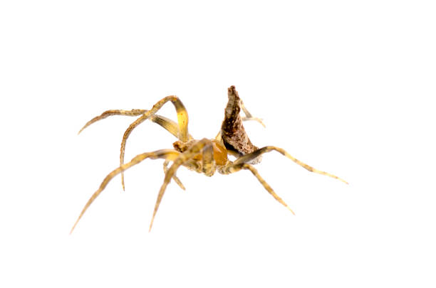 istock animal spider isolated 501138153