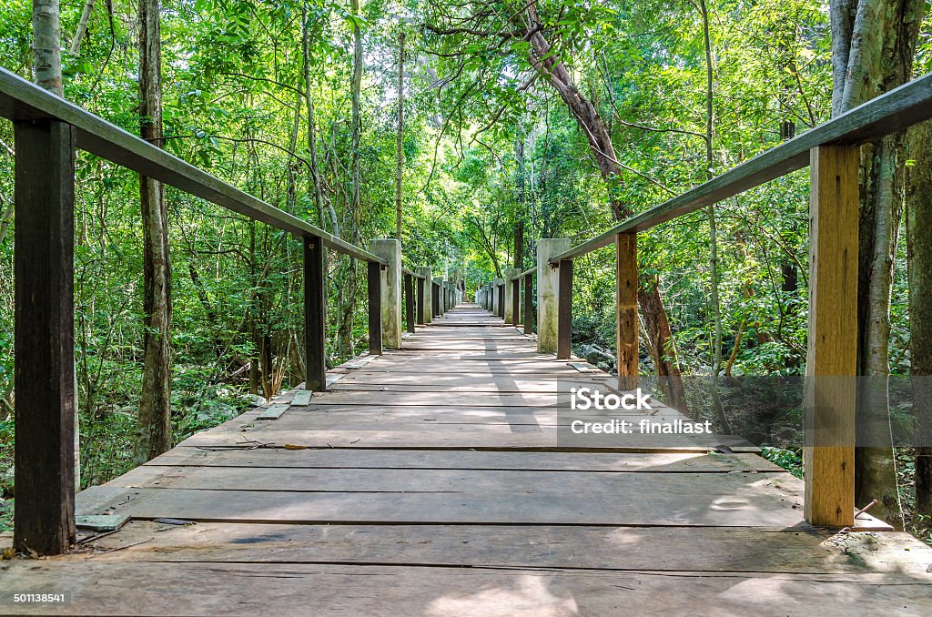 Wooden Bridge in the forest Adventure Stock Photo