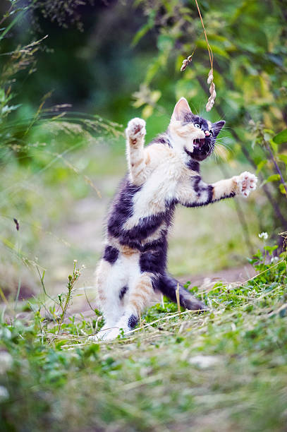 istock Cute kitty jump in a game 501139097