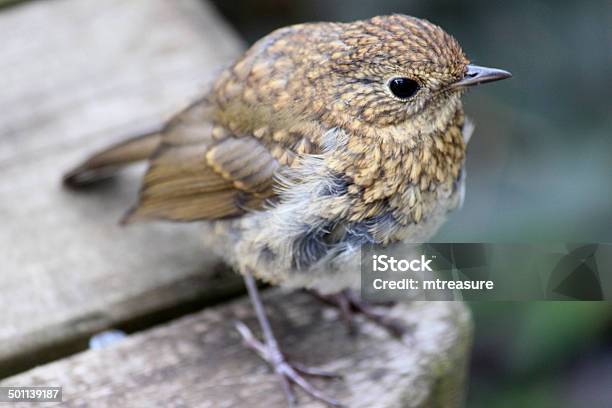 Photo libre de droit de Bébé Oiseau Robin Redbreast Dans Le Jardin Jeune Fledging Robin Image banque d'images et plus d'images libres de droit de Animaux à l'état sauvage