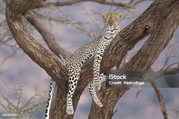 Wild Free Leopard Resting On A Tree Branch Stock Photo - Download Image Now - Africa, Animal, Animal Wildlife