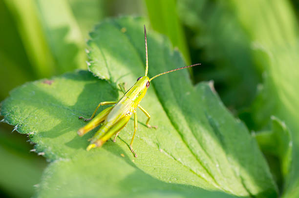Grasshopper Grasshopper on leaf orthoptera stock pictures, royalty-free photos & images