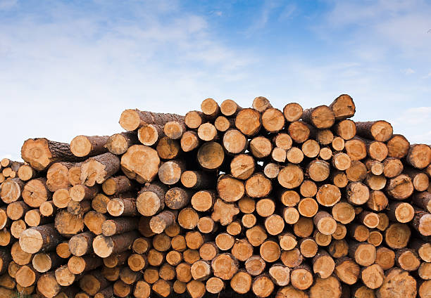 rondwood a large pile of timbers lumber industry timber lumberyard industry stock pictures, royalty-free photos & images