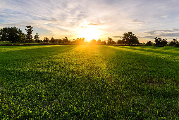 Rice field with palm tree background in morning, Kanchanaburi Thailand. stock photo