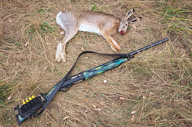 The dead hare and a gun on the grass. Hunting scene with dead hare and shotgun.