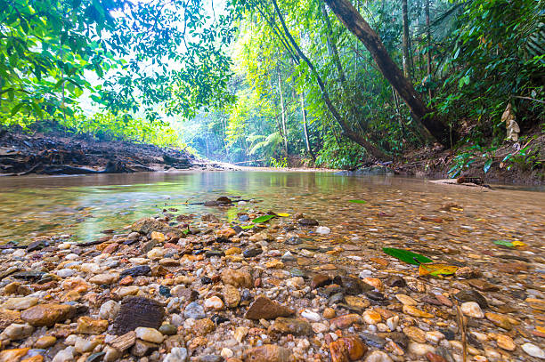 corriente de agua - autumn water leaf stream fotografías e imágenes de stock