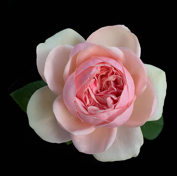 istock Beautiful English roses on black background 501149980