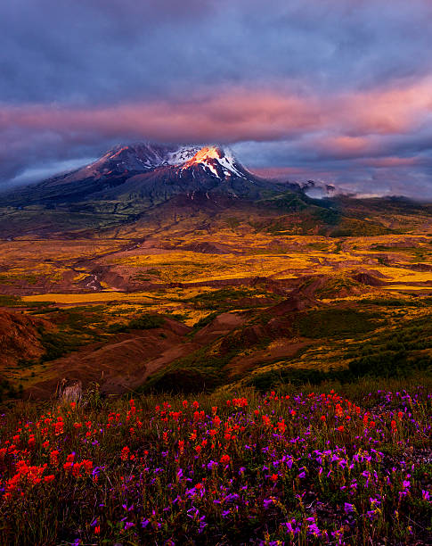 Mt St Helens at Sunset Beautiful view of Mt St Helens and wild flowers opens from Johnson Ridge.. mount st helens stock pictures, royalty-free photos & images