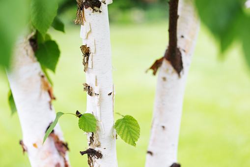 Cluster of three Paper Birch Trees with new leaves in Spring.