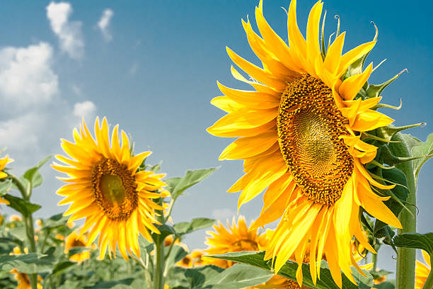 istock Sunflowers in the summer day 501150863