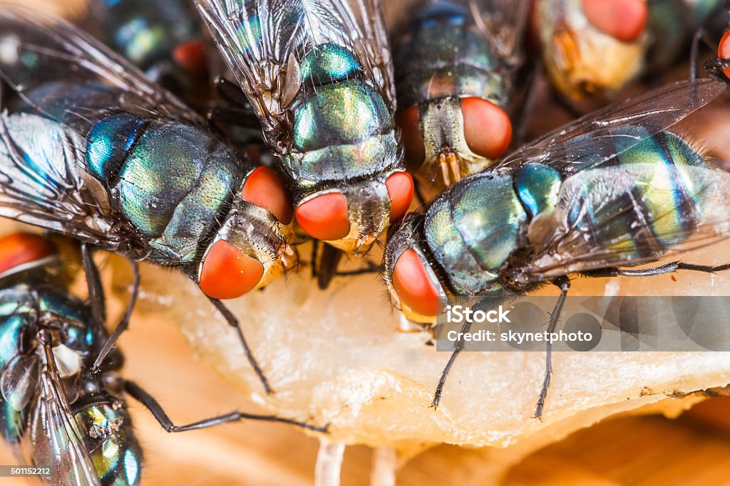 fly eating dried fish Close up of many fly or bluebottle eating dried fish 2015 Stock Photo