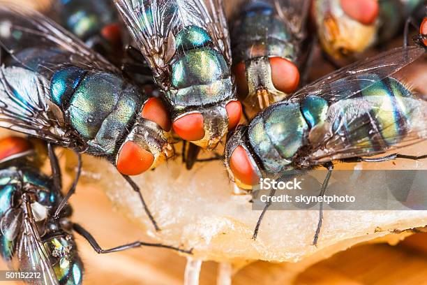 Fly Eating Dried Fish Stock Photo - Download Image Now - 2015, Animal, Animal Antenna