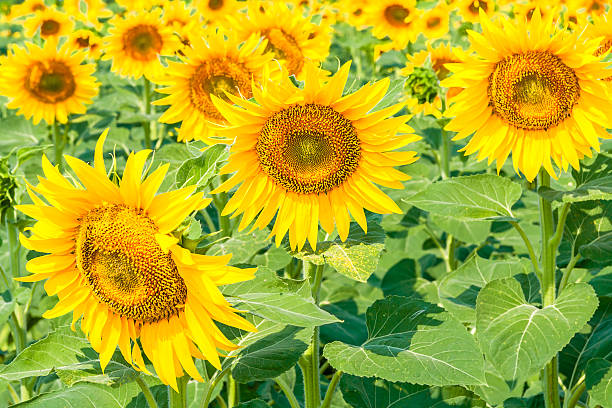 istock Sunflowers in the evening sun 501152991