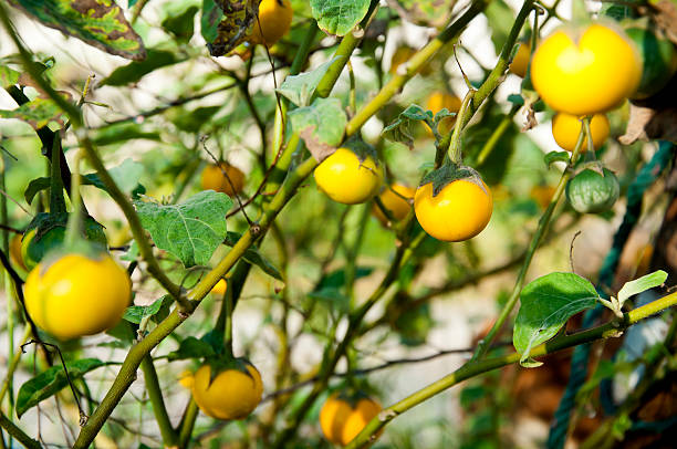 istock Yellow eggplants in garden 501153080