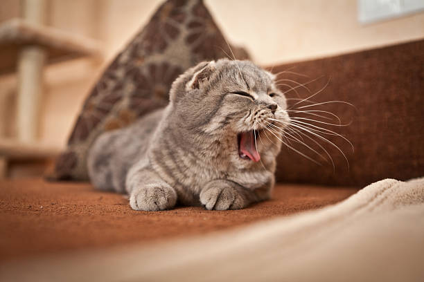 istock Cute cat enjoying his life 501153531