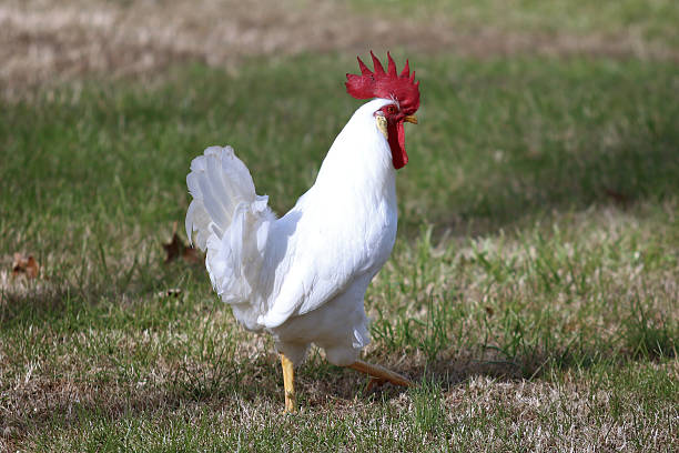 Whie Rooster Stance White rooster posing isolated on whie stock pictures, royalty-free photos & images