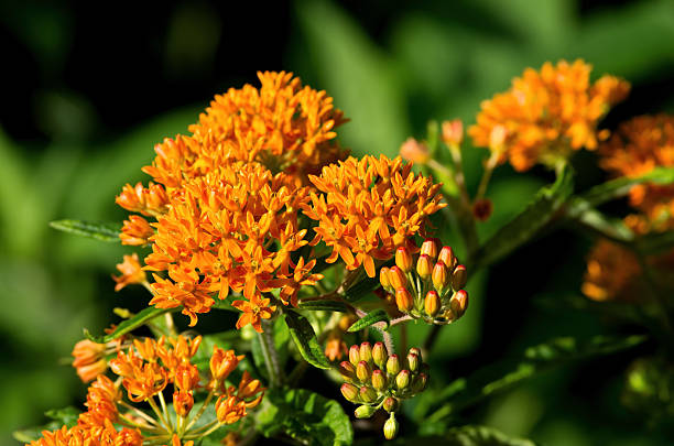 Butterfly Weed Butterfly weed is a species of milkweed native to eastern North America. It is a perennial plant with clustered orange or yellow flowers. It is a bee and butterfly favorite. milkweed stock pictures, royalty-free photos & images