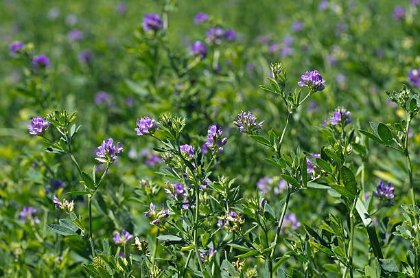 alfalfa campo - alfalfa foto e immagini stock