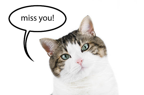 istock Cat portrait over white isolated background with thought balloon 501154389