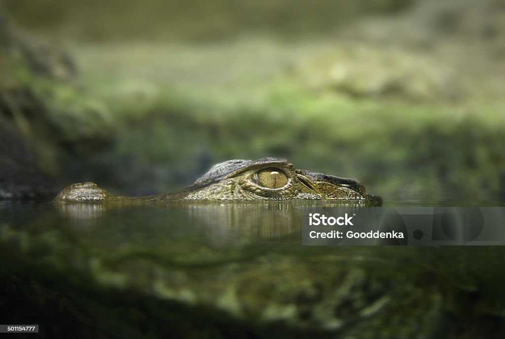 Cayman in the water Caiman laying in the ambush in the river Hiding Stock Photo