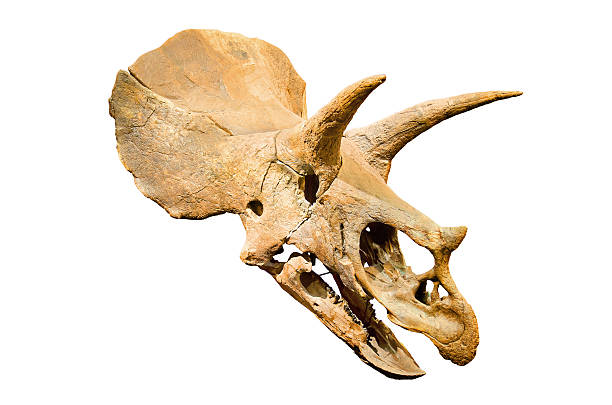 Triceratops Fossil skull over white isolated background Dinosaur skeleton. Triceratops Fossil skull over white isolated background fossil stock pictures, royalty-free photos & images