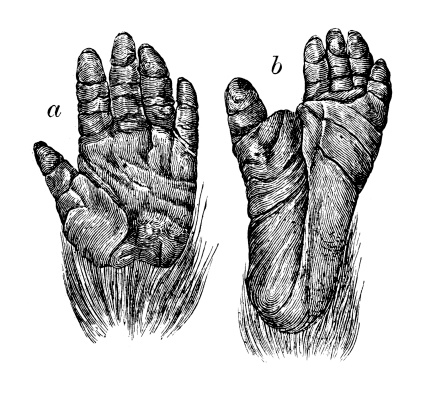 Antique illustration of hand and foot of gorilla