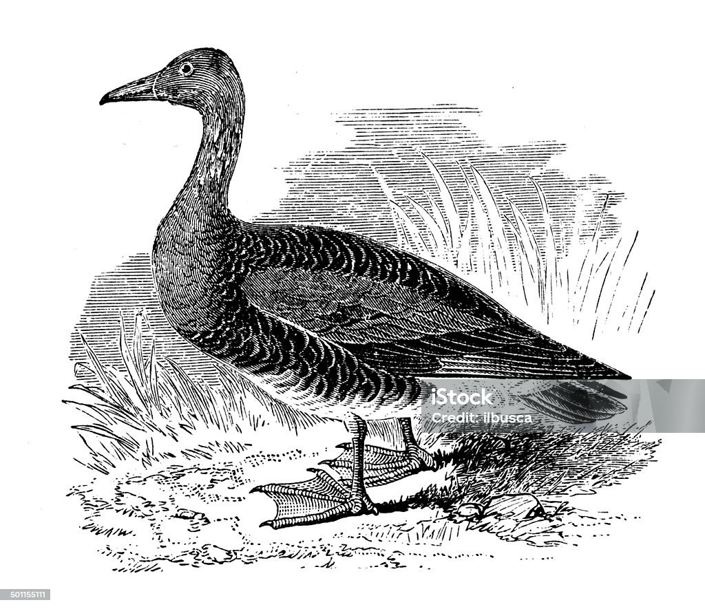 Antique illustration of bean goose (Anser fabalis) 19th Century Style stock illustration