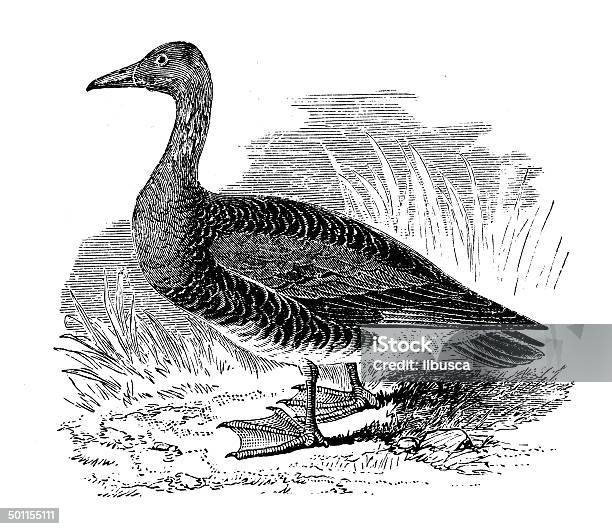Antique Illustration Of Bean Goose Stock Illustration - Download Image Now - 19th Century Style, Animal, Animal Themes