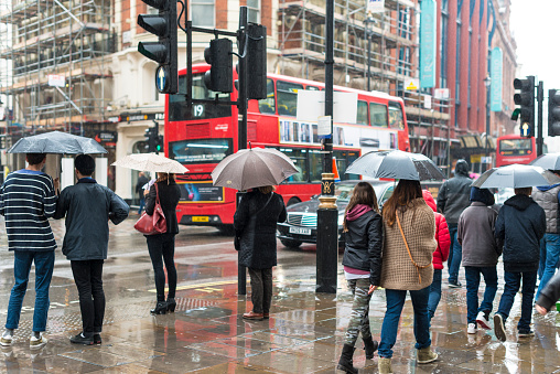 Large group of people walking on wet street with open umbrellas, london bus in background and houses.  The street in Westminster city in London, England.