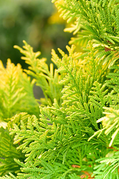 istock Autumn leaves the Cypress 501155356