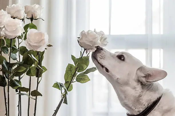 Photo of dog sniffing flowers