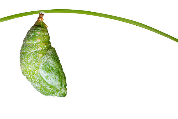 Isolated pupa of Tawny Rajah butterfly Isolated pupa of Tawny Rajah butterfly with clipping path pupa stock pictures, royalty-free photos & images