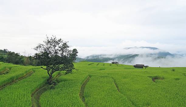 istock Green Terraced Rice Field in Pa Pong Pieng 501155874