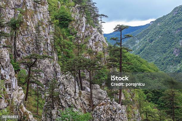 Tasnei Gorge Romania Stock Photo - Download Image Now - Forest, Green Color, Horizontal