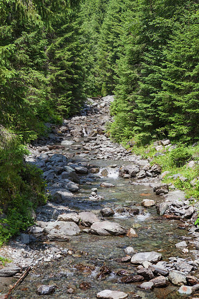 istock Mountain brook in the alps 501155959