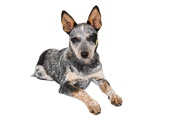istock Blue Heeler Puppy 501156050