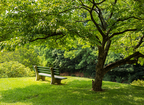 Lonely single park bench or seat in the shade of a flowering dogwood tree in the shadows of the branches