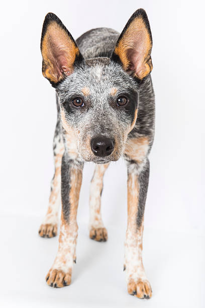 istock Blue Heeler Puppy 501156216