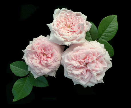 English rose pastel colors on a black background. David Austin roses.
