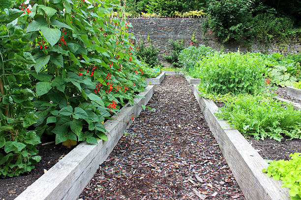 Vegetable garden allotment image with raised beds, runner bean flowers