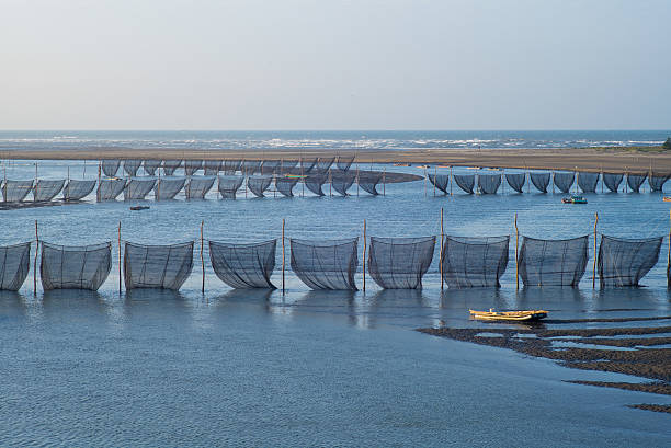 ve anguila fry - eel trap fotografías e imágenes de stock