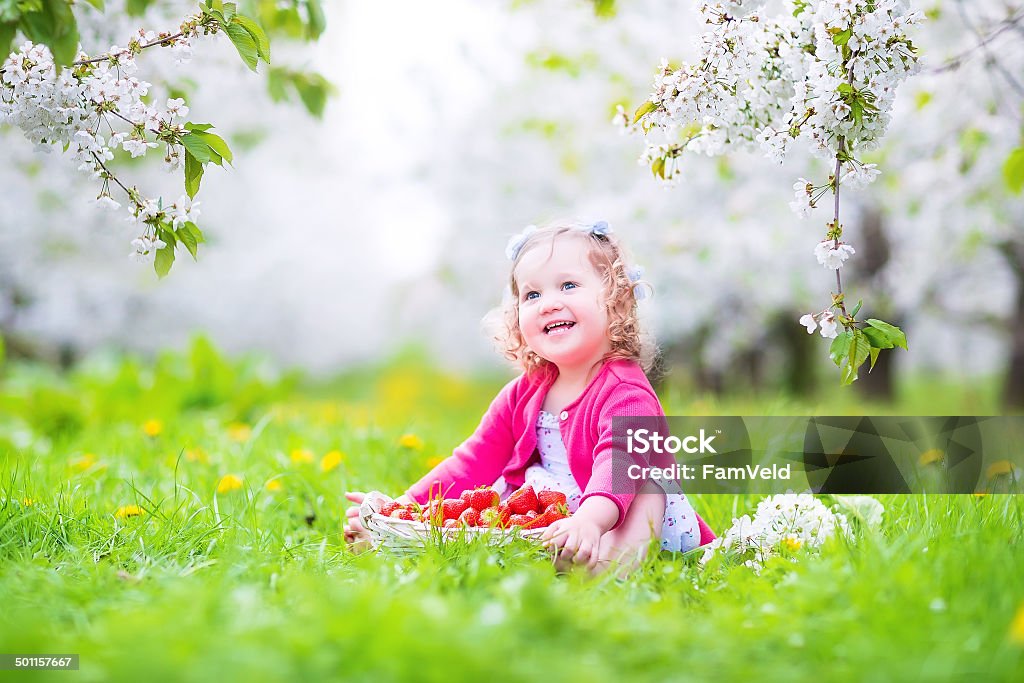 Little toddler girl eating strawberry in blooming garden Cute happy toddler girl with curly hair and flower crown wearing a red dress enjoying picnic in a beautiful blooming fruit garden with white blossoms on apple trees eating strawberry for healthy snack Apple - Fruit Stock Photo