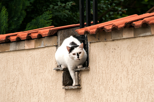 Male cat sitting on house garden wall