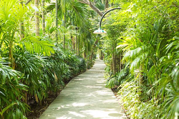 istock Wood Footbridge in Forest 501159932